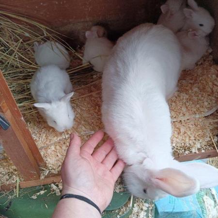 Image 2 of Blue eyed white rescued baby rabbits