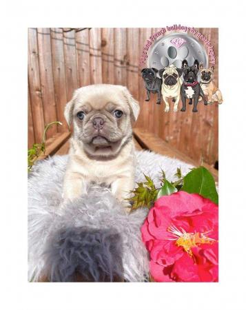Image 13 of Kc pug puppies ( rare chocolate and blues )