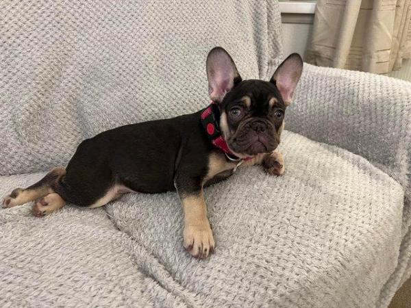 Image 3 of French bulldog puppies for sale Two girls left