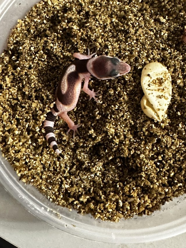 Preview of the first image of Various leopard geckos available!.