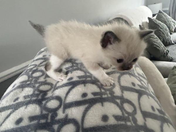 Image 11 of Our beautiful rag doll kittens