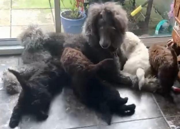 Image 14 of Standard Poodle Puppies ready now
