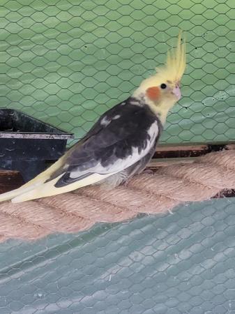 Image 7 of Young Cockatiels for Sale