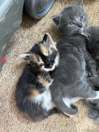 Image 12 of Three beautiful grey coloured kittens