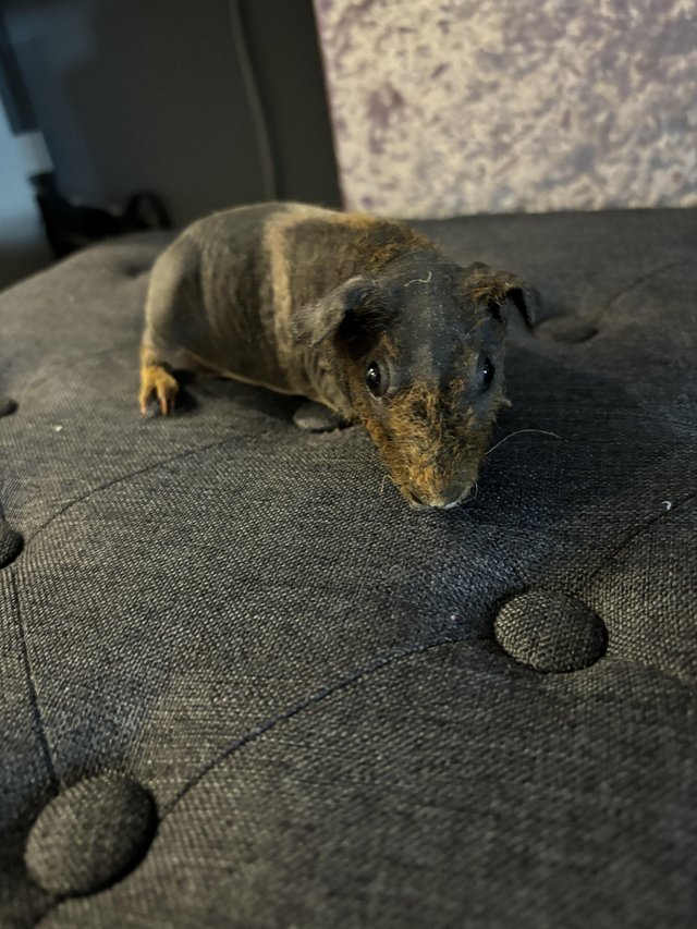 Preview of the first image of 7 week old skinny pig baby sow.