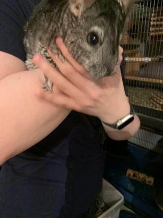 Image 8 of 2x chinchillas with large cage