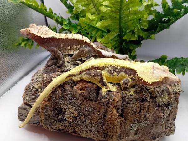 Image 2 of Stunning Lilly white Crested gecko