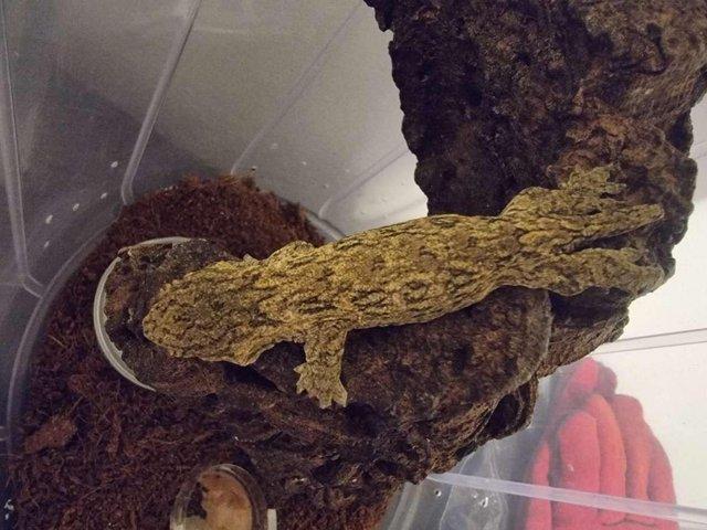 Preview of the first image of Leachianus 4-5 months old gecko for sale.