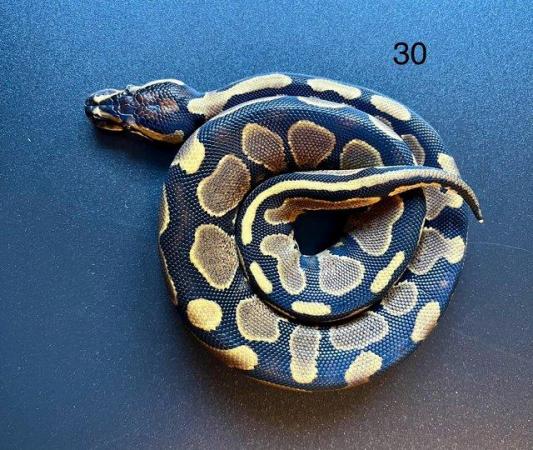 Image 14 of Ball/ Royal  python hatchlings