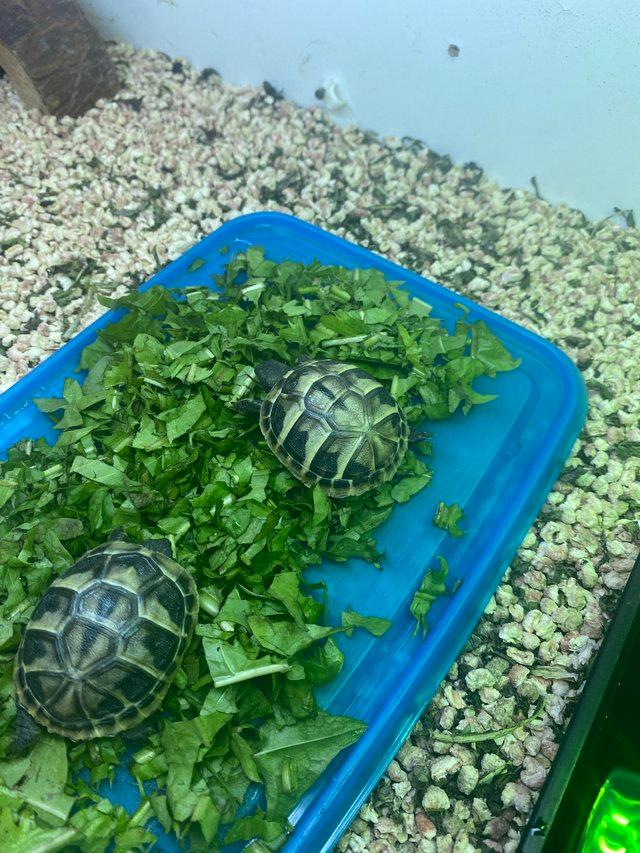 Preview of the first image of Hatchling Hermann baby tortoises.