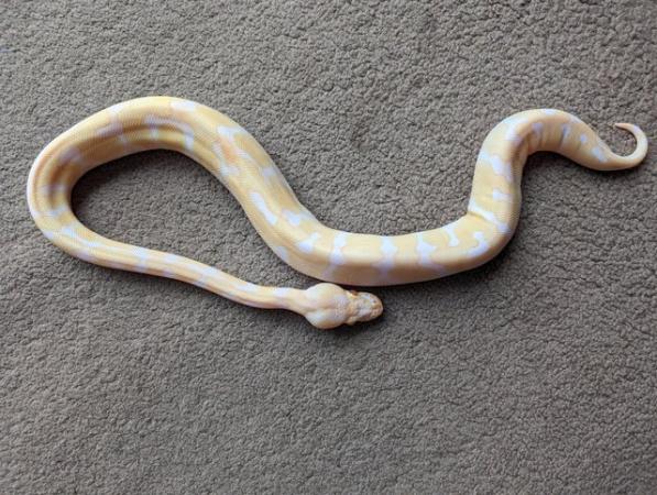 Image 5 of Enchi albino royal python