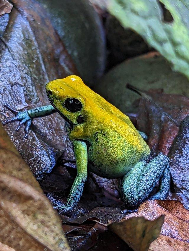 Preview of the first image of Phyllobates Terribilis Bicolor TESEROS import.