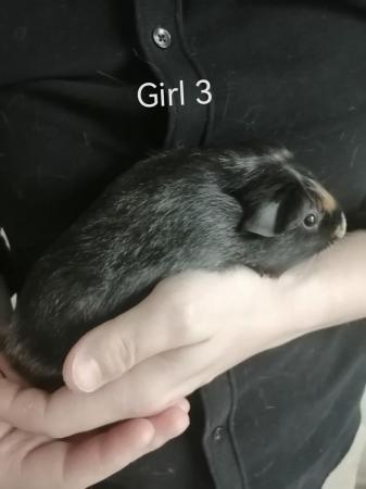 Image 8 of 6-8 week old baby sow girl guniea pigs