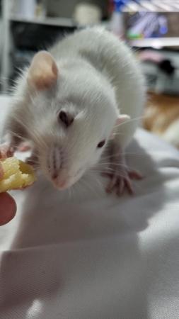 Image 8 of Two 6 month old girl rats