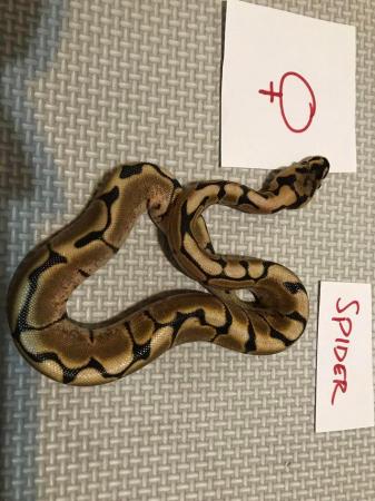 Image 5 of Cb 21 royal pythons various morphs available