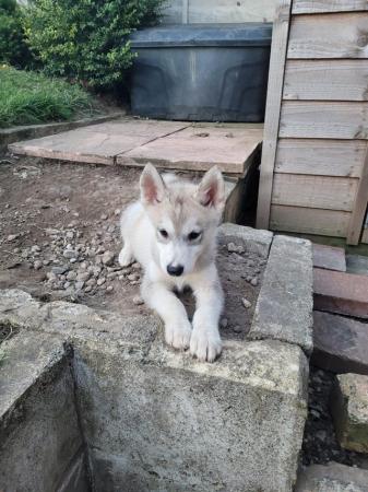 Image 9 of 2 gorgeous female’s left Siberian husky puppies for sale!