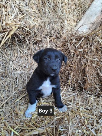 Image 8 of 6 Beautiful Border Collie Puppies