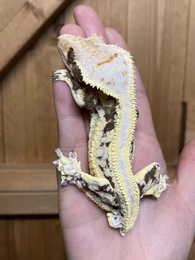 Preview of the first image of Male Lilly white crested gecko.