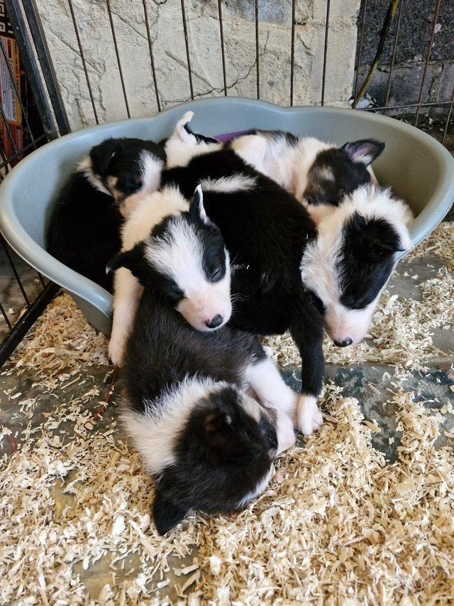 Preview of the first image of REDUCED READY NOW Stunning Collie pups looking for new homes.