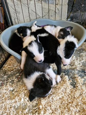 Image 1 of REDUCED READY NOW Stunning Collie pups looking for new homes