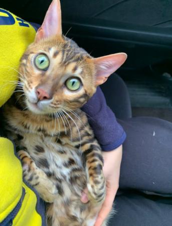 Image 3 of Stunning 11 month old pure Bengal kitten