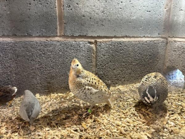 Image 3 of Mexican speckled quail eggs for sale.