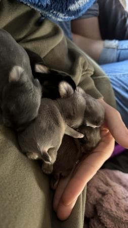 Image 4 of 6 weeks mini lop rabbits ready now