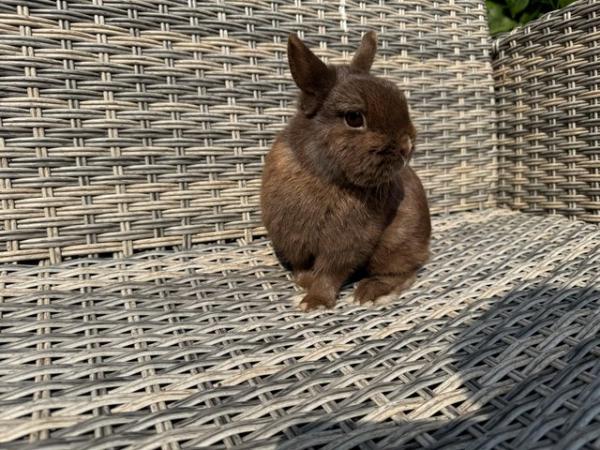 Image 4 of Gorgeous Netherland Dwarf Buck for sale