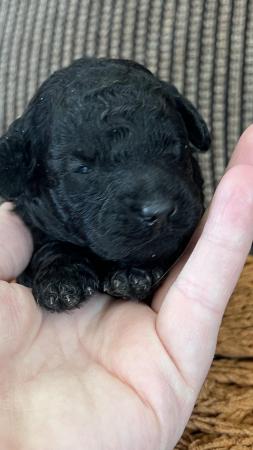 Image 5 of LAST KC REG Stunning Black True to size Toy Poodle puppies