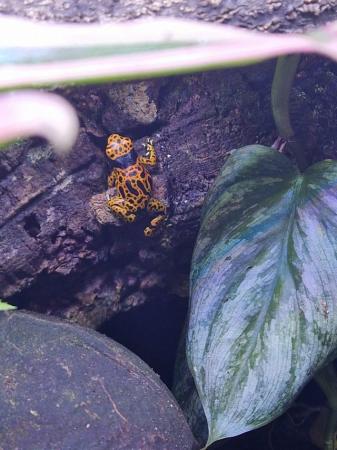 Image 8 of banded bumblebee dart frogs.