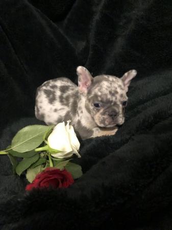 Image 4 of lilac fawn Merle puppies available