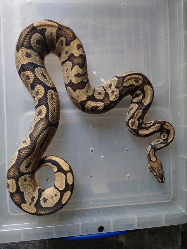 Preview of the first image of ball pythons for sale, need gone open to offers.