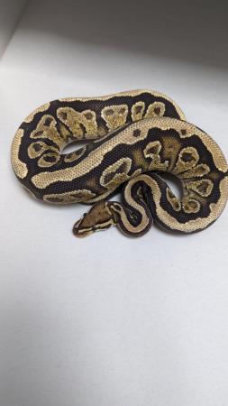 Image 4 of Cb22 spotnose vanilla trick royal python