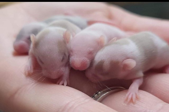Image 9 of Beautiful friendly Baby mice ready soon.