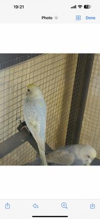 Image 3 of Budgies for salein Rotherham