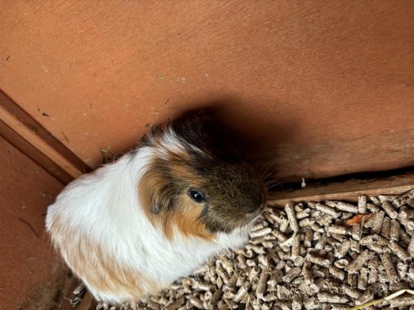 Image 3 of Two beautiful guinea pigs are looking for a new home
