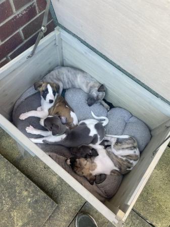Image 4 of READY 6/7/24 Adorable homebred KC registered Whippet pups