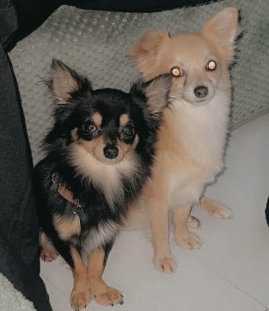 Image 5 of Gorgeous chihuahua puppies available