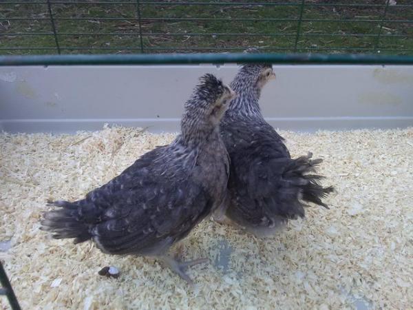 Image 3 of 2 female Pure Bred Creme Legbars Chicks 7 weeks old