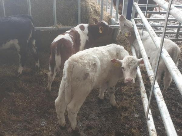 Image 3 of Shorthorn x Friesian suckler cows