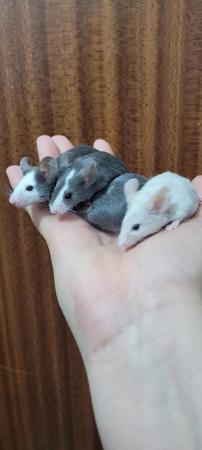 Image 2 of Female mice available In blue /stone Hereford