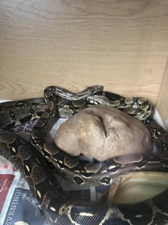 Image 4 of Female Boa Constrictor Doncaster