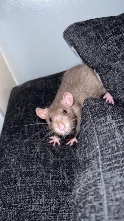 Image 2 of 4 Male Fancy Rats For sale