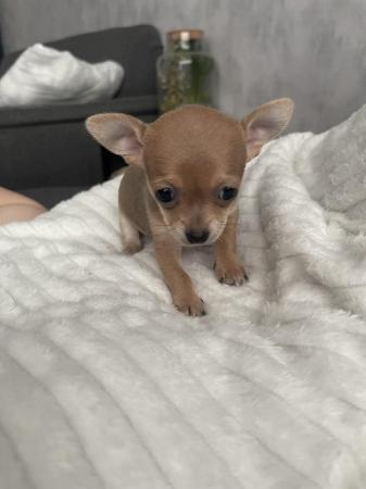 Image 4 of Chihuahua puppy for sale girl