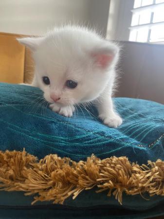 Image 5 of Adorable Dollface Persian X Kittens