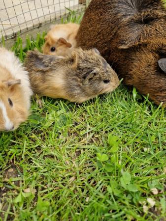 Image 7 of Baby Guinea pigs for sale