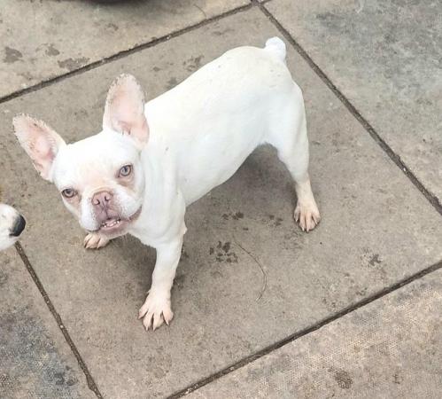 Image 2 of Beautiful tiny platinum frenchie girl