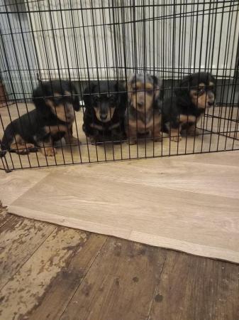 Image 18 of Long haired miniture dachshund pups.