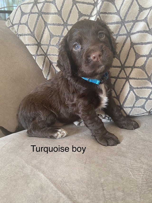 Preview of the first image of Stunning Sprocker Spaniel Puppies.