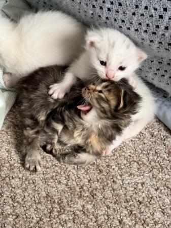 Image 2 of Kittens - White, Ginger and Tabby